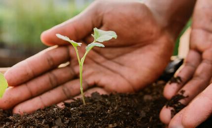 A human is planting a green plant